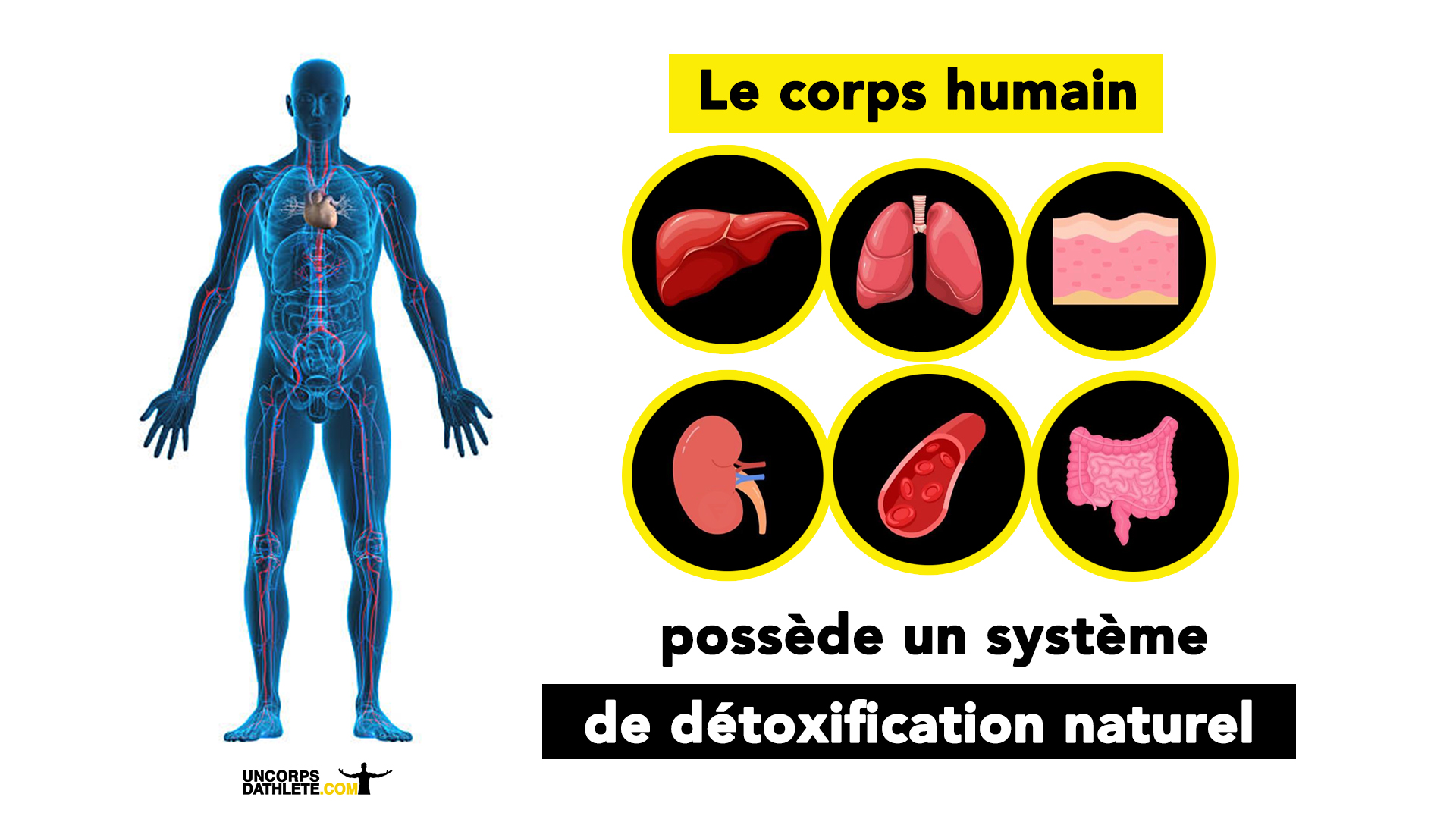 Le système de détox naturel du corps
